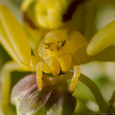 Yellow spider close up