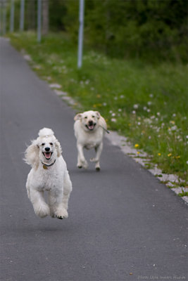 The lavitating poodle, who no dog can outrun!)