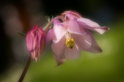 Columbine, Aquilegia vulgaris L.