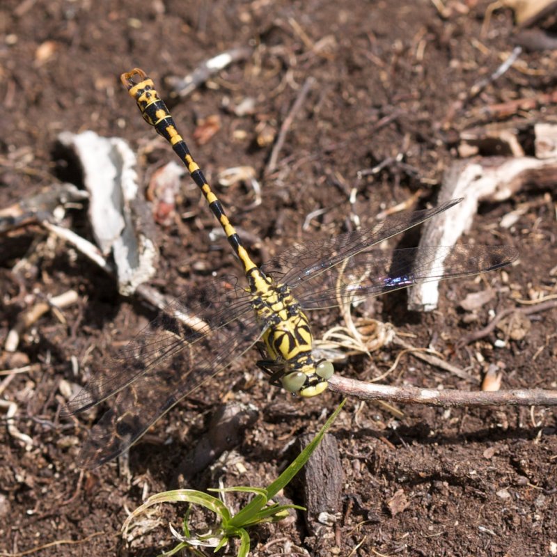 Onychogomphus uncatus