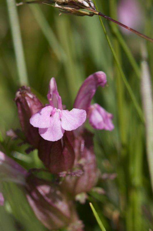 Pedicularis sylvatica
