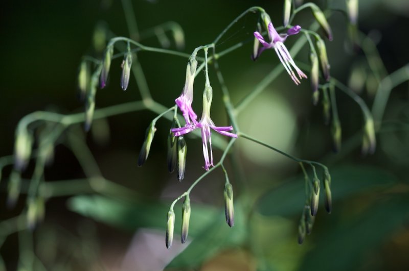 Prenanthus purpurea