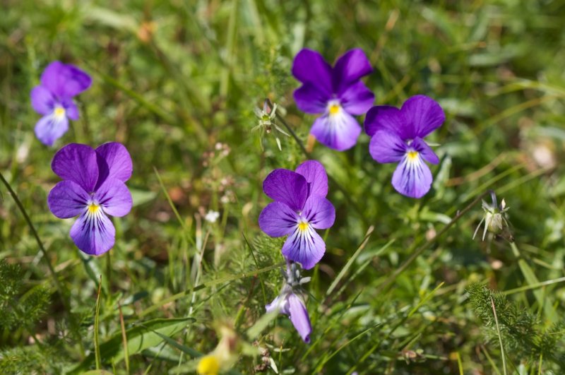 Viola lutea subsp. sudetica