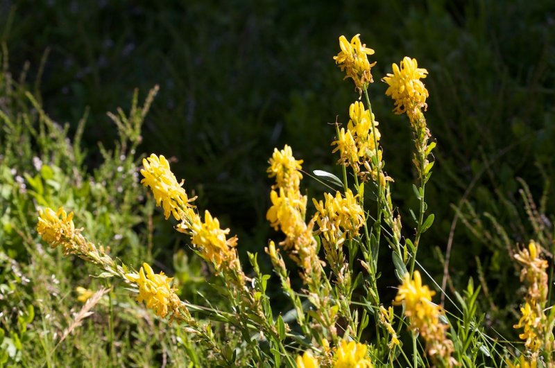 Genista tinctoria