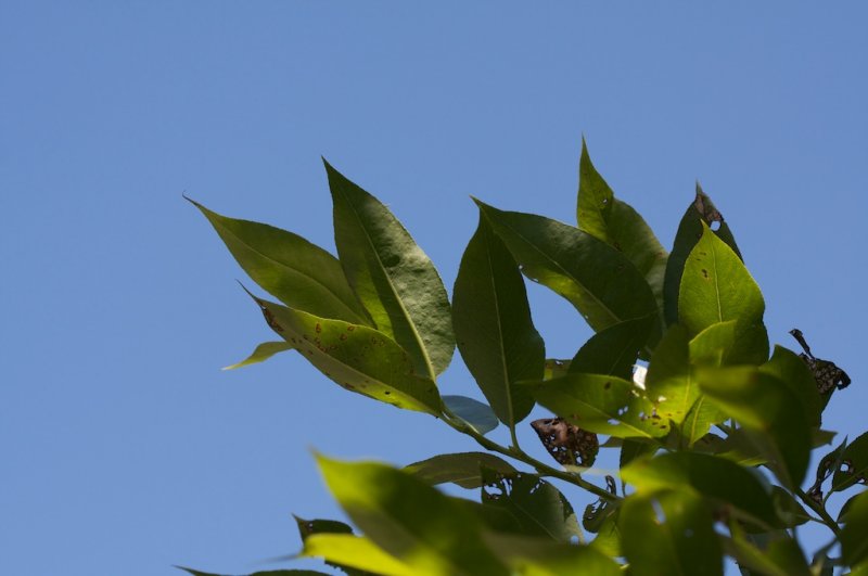 Salix pentendra