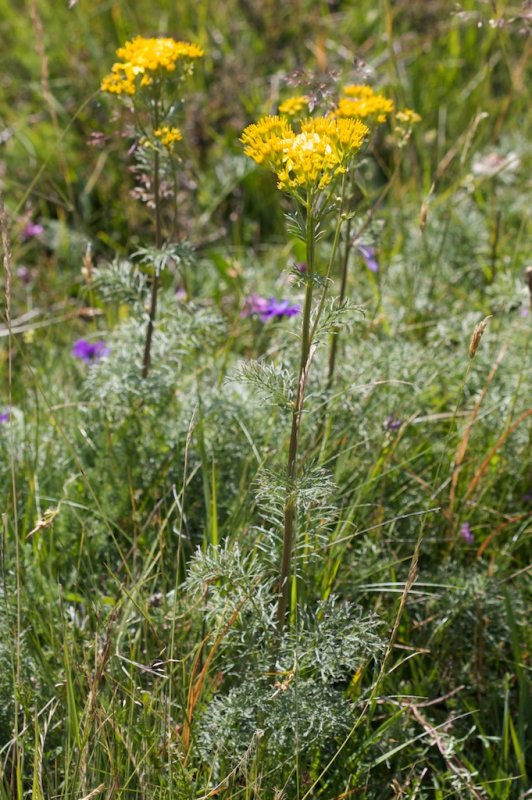 Senecio adonidifolius