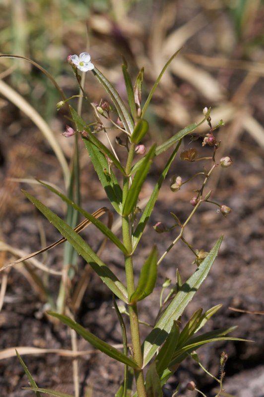 Veronica scutellata
