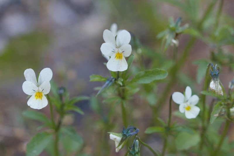 Viola arvensis