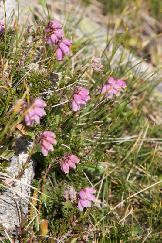 Erica ciliaris