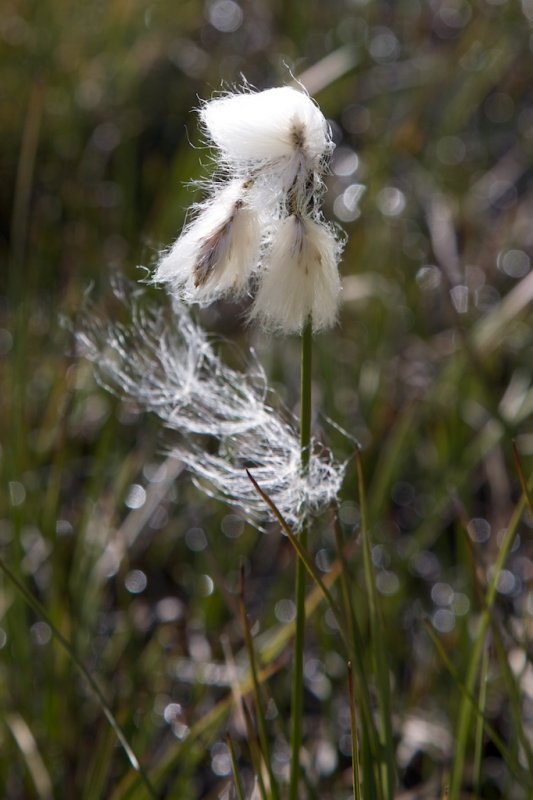 Eriophorum angustifolium