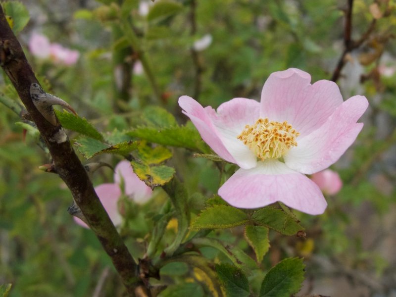 Rosa sp.