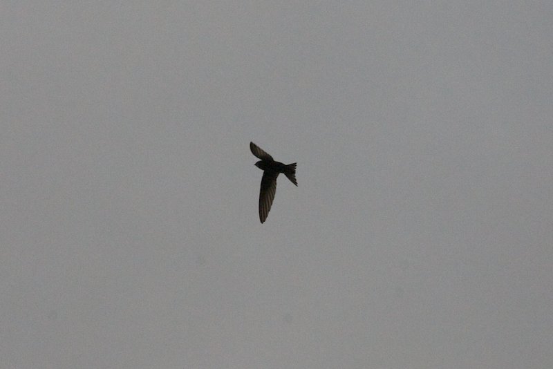 Martinet