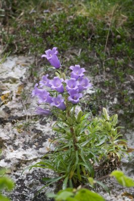 Campanula speciosa
