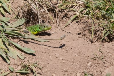 Lzard vert
