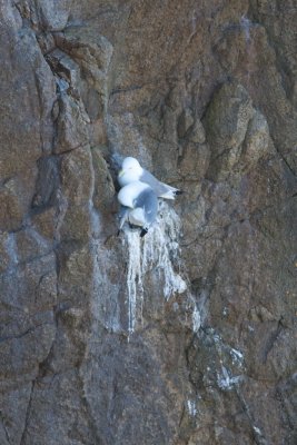 Mouette tridactyle