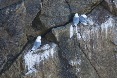 Mouette tridactyle