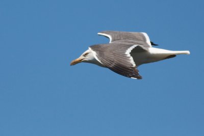 g1/98/810498/3/112995928.l5yG1xdX.jpg
