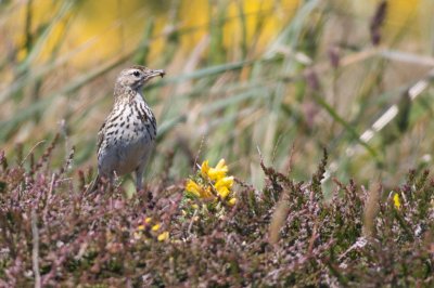 Pipit