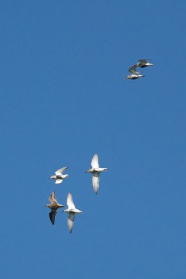 Bcasseau variable