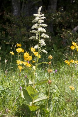 Veratrum album