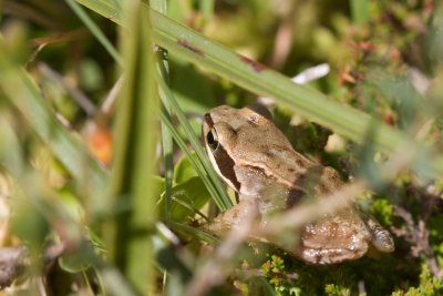 Grenouille rousse