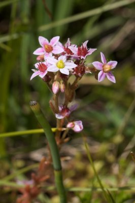 Sedum villosum