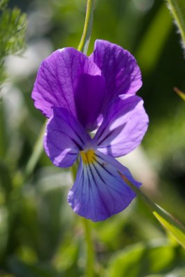 Viola lutea subsp. sudetica