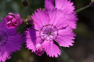 Dianthus sylvaticus