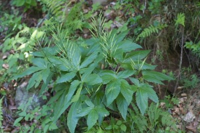 Cardamine pentaphylla