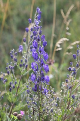Aconitum napellus