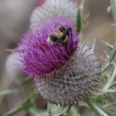 Cirsium eriophorum