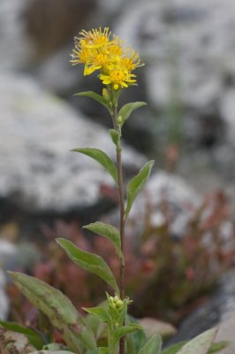 Solidago virgaurea