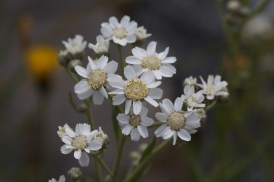 Achilea ptarmica