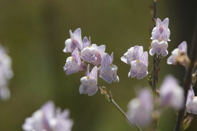 Linaria repens