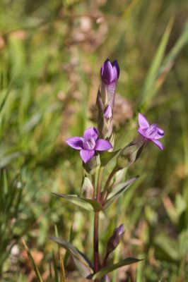 Gentiana campestris