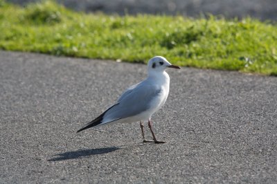Mouette rieuse