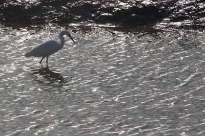 Aigrette garzette