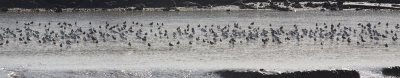 Barges  queue noire et Avocette lgantes