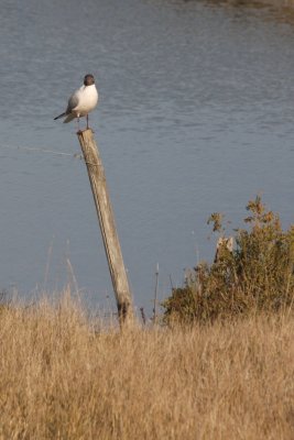 Mouette rieuse