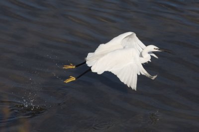 Aigrette garzette