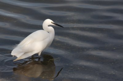 Aigrette garzette
