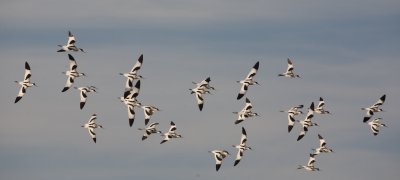 Avocettes lgantes
