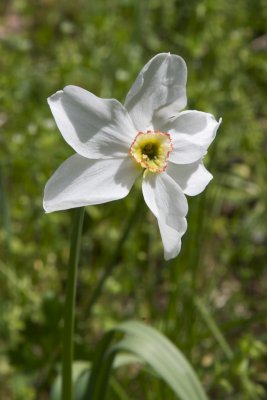 Narcissus poeticus