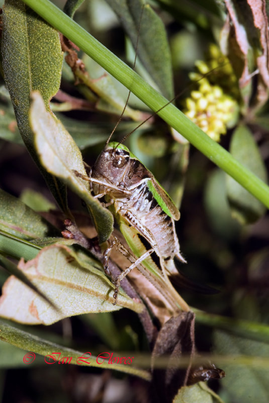 bog bush cricket