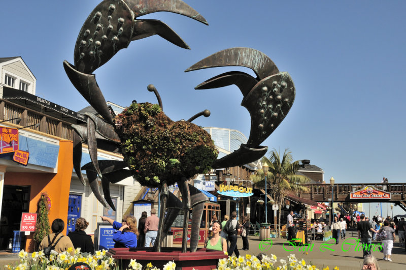 Pier 39 flower display