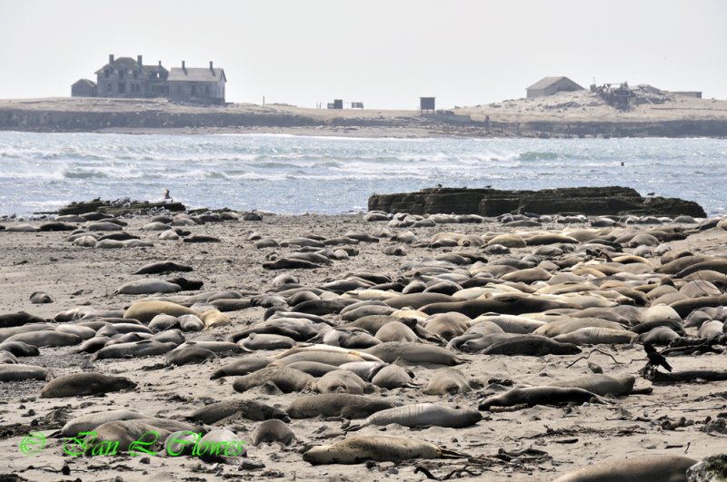 Ano Nuevo Island and seals