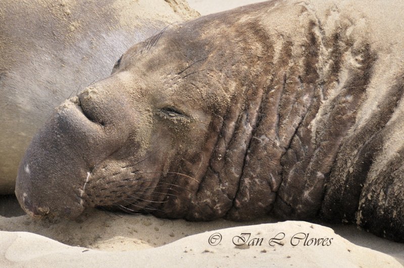 Young Male Elephant Seal