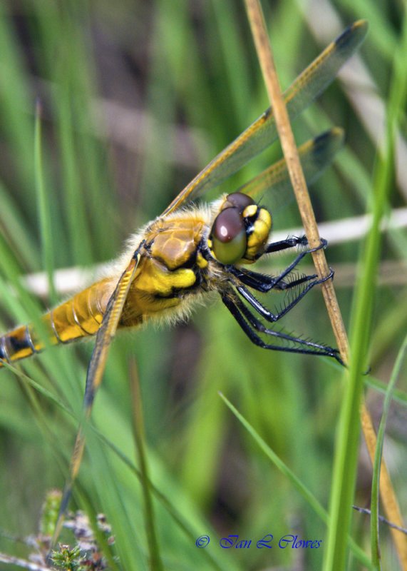 4 spotted chaser