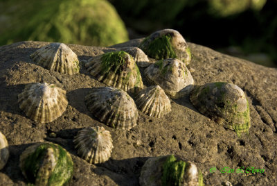 limpets in evening light