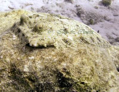 peacock flounder on boulder